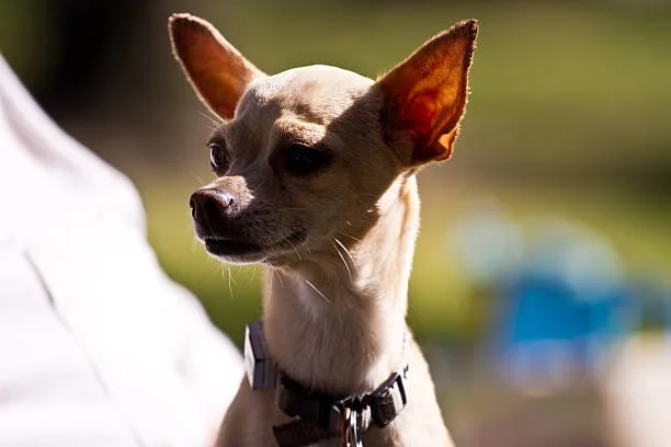  chihuahua breeds mix Adopting a Chihuahua Mix