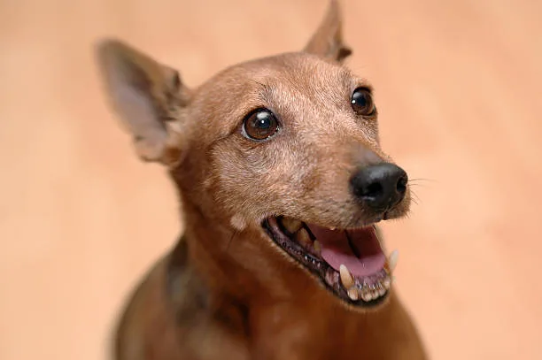chihuahua corgi dachshund mix Delight Delicious