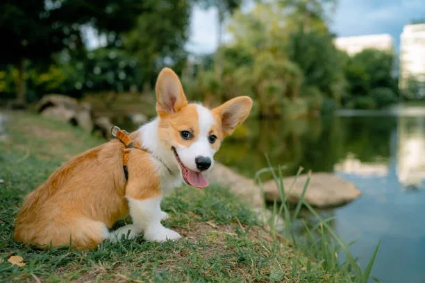  chihuahua corgi mix for sale Discover Refreshing