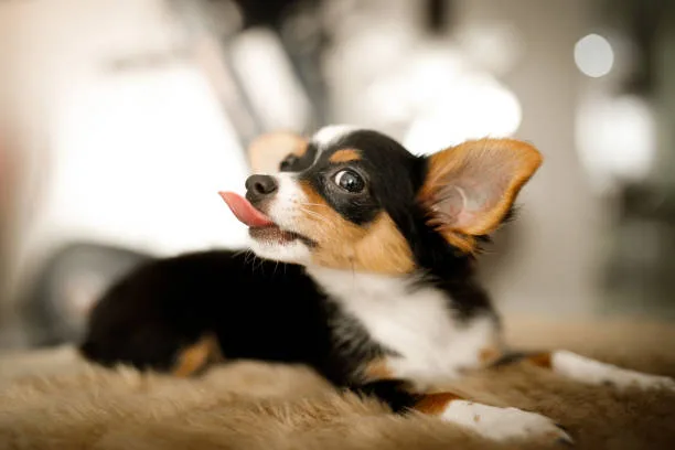  chihuahua corgi mix for sale Sample Chilled