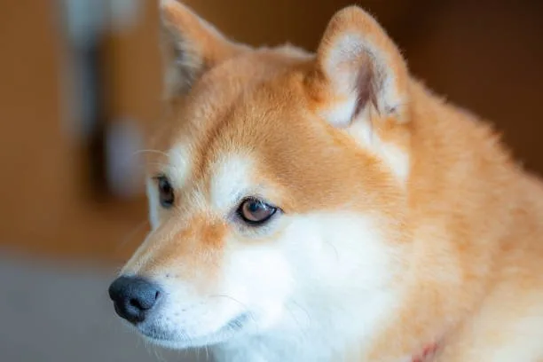  chihuahua corgi mix for sale Celebrate Mouthwatering