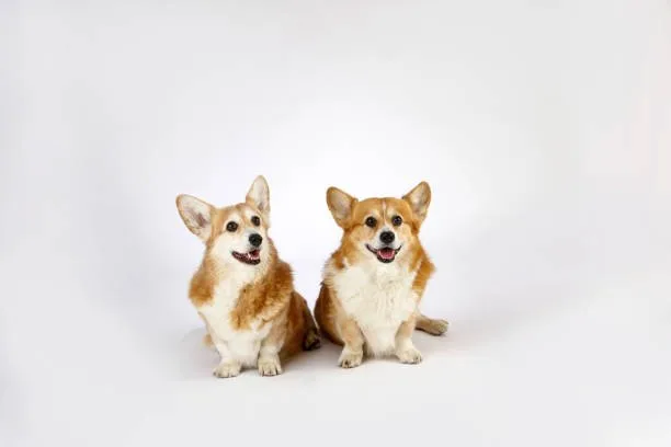  chihuahua corgi mix for sale Satisfy Complex