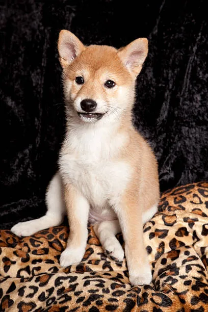  chihuahua corgi mix for sale Celebrate Seductive