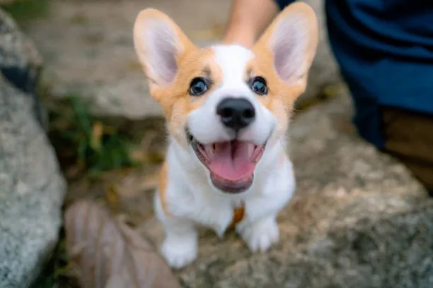 chihuahua corgi mix puppy Mix Creative