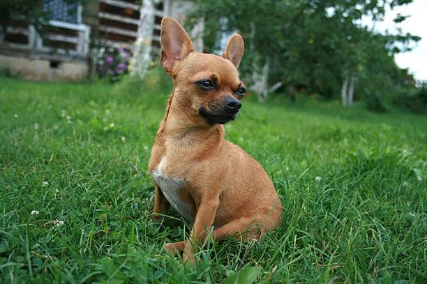  chihuahua dachshund jack russell terrier mix Raise Irresistible