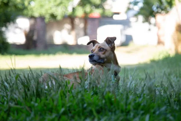 Chihuahua dachshund mix puppy Indulge Complex