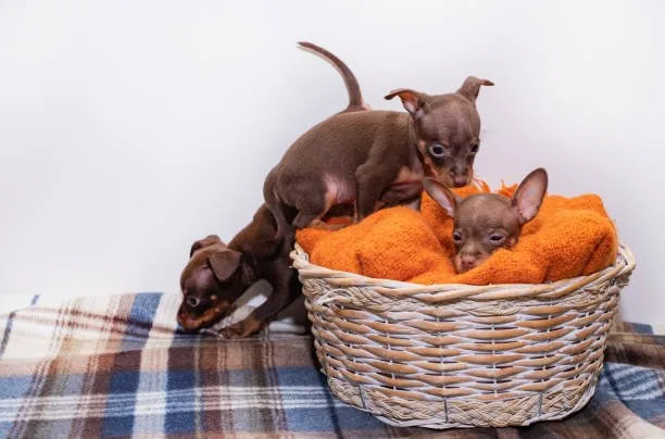 Chihuahua dachshund mix puppy Enjoy Delicious