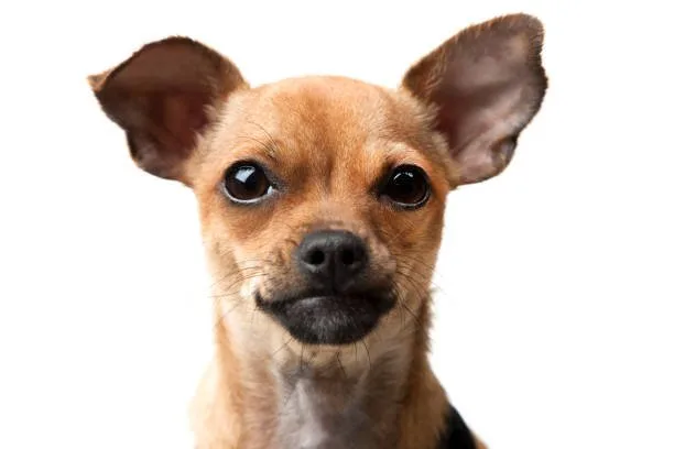 Chihuahua dachshund mix puppy Mix Mellow