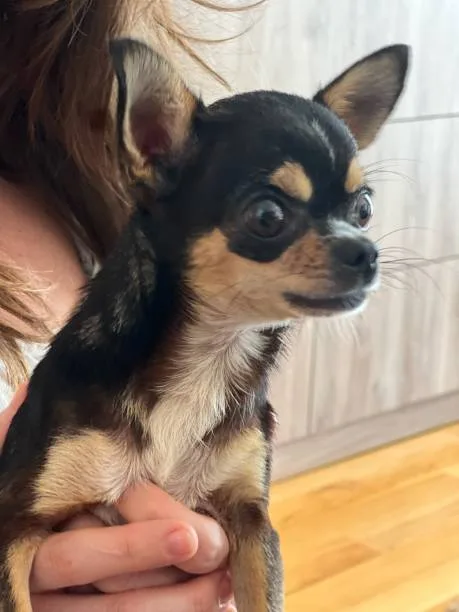 Chihuahua dachshund mix puppy Partake Lively