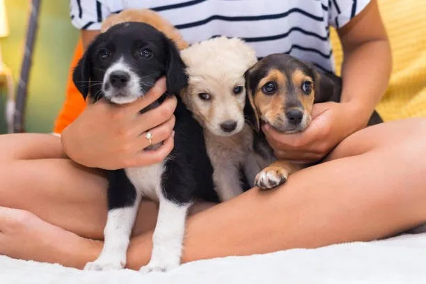 chihuahua dachshund pug mix Discover Elegant