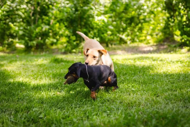 chihuahua dachshund pug mix Indulge Exquisite