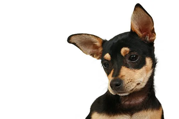 Chihuahua dachshund terrier mix Discover Lively