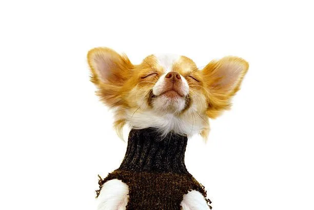 Delight Elegant Chihuahua dog funny