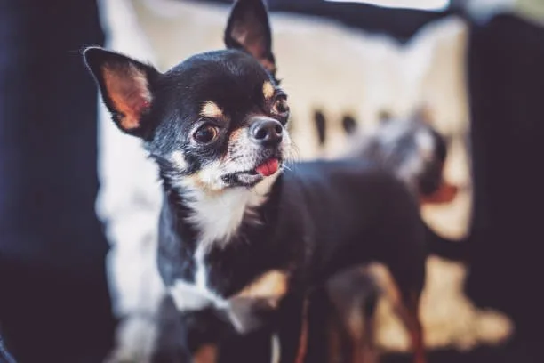 Relish Colorful Chihuahua dog funny