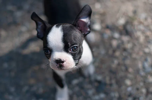  chihuahua french bulldog mix Health and Lifespan
