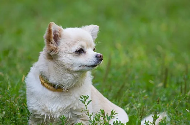  chihuahua french bulldog mix Common Challenges