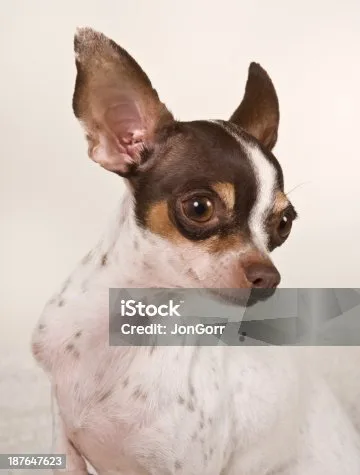  chihuahua french bulldog mix Training and Exercise Needs