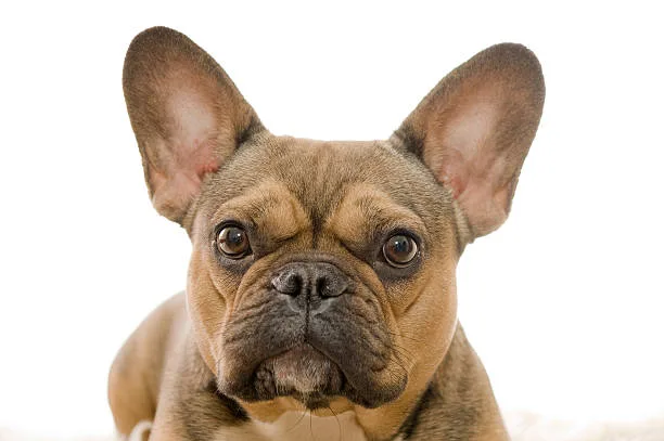  chihuahua french bulldog mix Temperament and Behavior