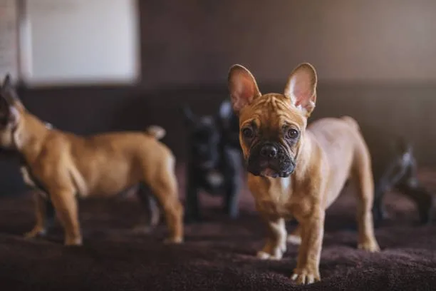  chihuahua french bulldog mix Diet and Nutrition