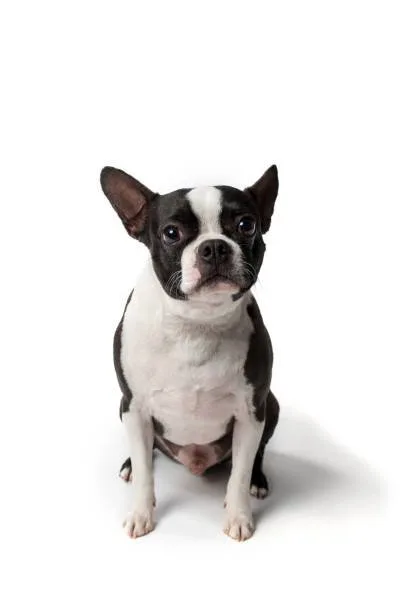  chihuahua french bulldog mix Adoption Tips