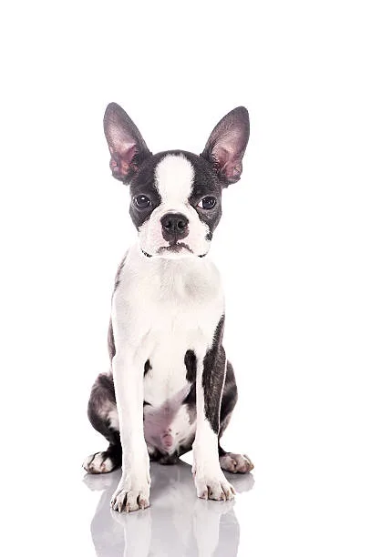  chihuahua french bulldog mix Pet Care Tips for Compact Canine Companions