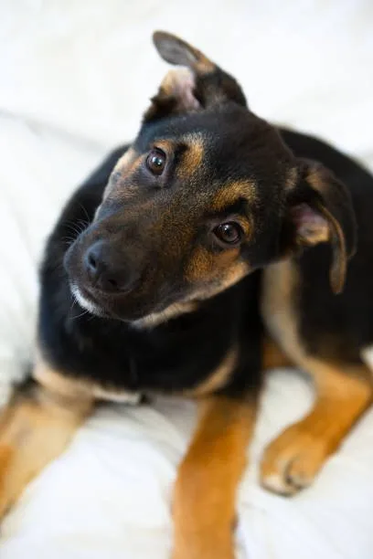 chihuahua german shepherd mix Combining Size and Intelligence in Mixed Breeds
