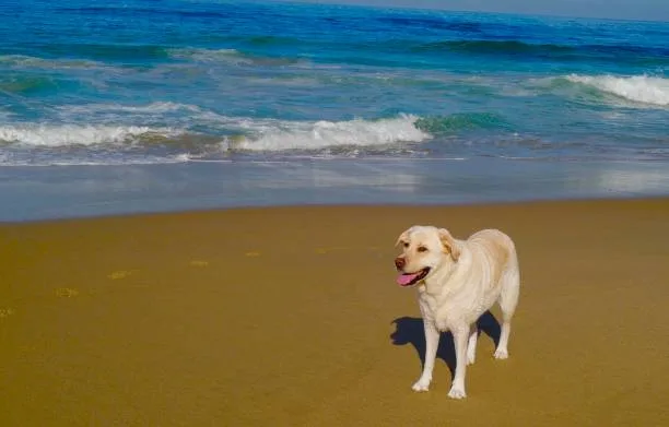  chihuahua golden retriever mix Understanding Designer Dog Breeds: The Golden Chi