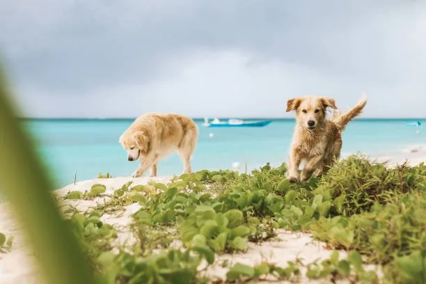  chihuahua golden retriever mix Navigating Temperament and Behavior: Socialization and Training