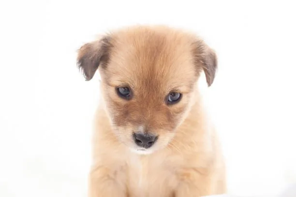  chihuahua golden retriever mix puppy Understanding the Chihuahua Golden Retriever Mix