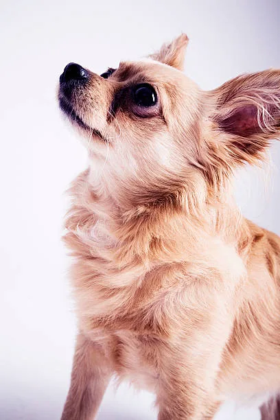  chihuahua golden retriever mix Finding a Reputable Breeder