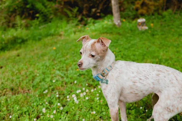  chihuahua great dane mix Conclusion: Is a Chihuahua Great Dane Mix Right for You?