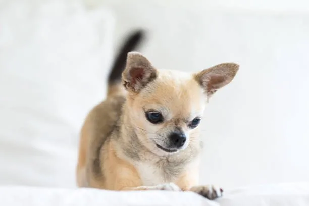 Chihuahua husky dog Relish Flavorful