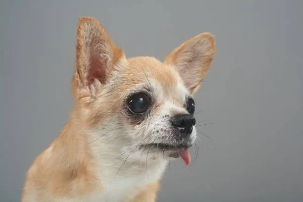 Chihuahua husky dog Chill Frosty