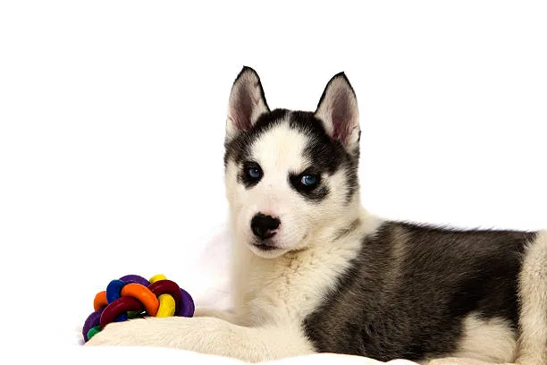  chihuahua husky mix puppies Training and Exercise Needs