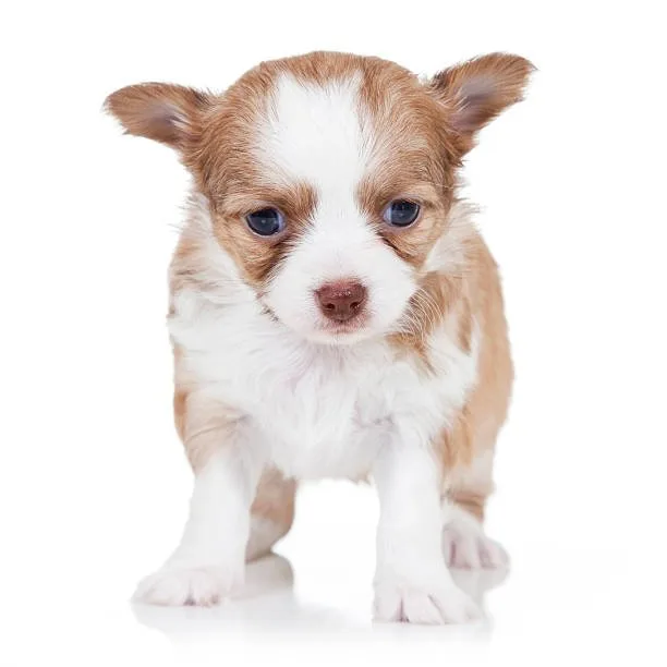  chihuahua husky mix puppies In-Depth Understanding of Chihuahua Husky Mix Genetics