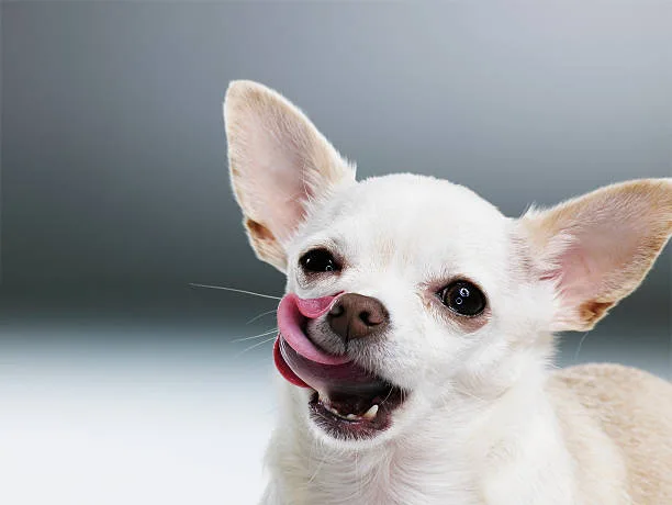  chihuahua husky mix puppies Conclusion: Embracing the Chihuahua Husky Mix