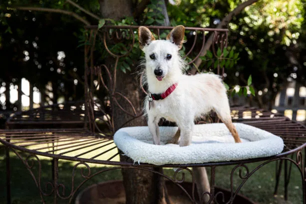 chihuahua italian greyhound mix Grooming Requirements