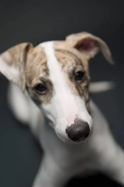 chihuahua italian greyhound mix Exercise and Activity Levels