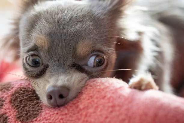 chihuahua italian greyhound mix Potential as a Family Pet