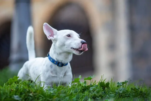 chihuahua italian greyhound mix Diet and Nutrition