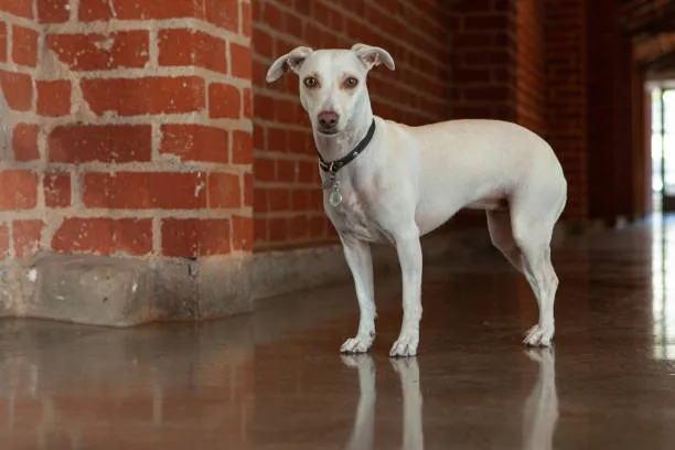 chihuahua italian greyhound mix Training and Socialization