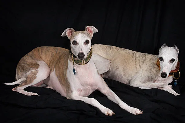 chihuahua italian greyhound mix Health and Lifespan