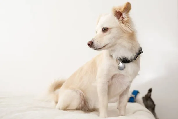 chihuahua italian greyhound mix Temperament and Personality
