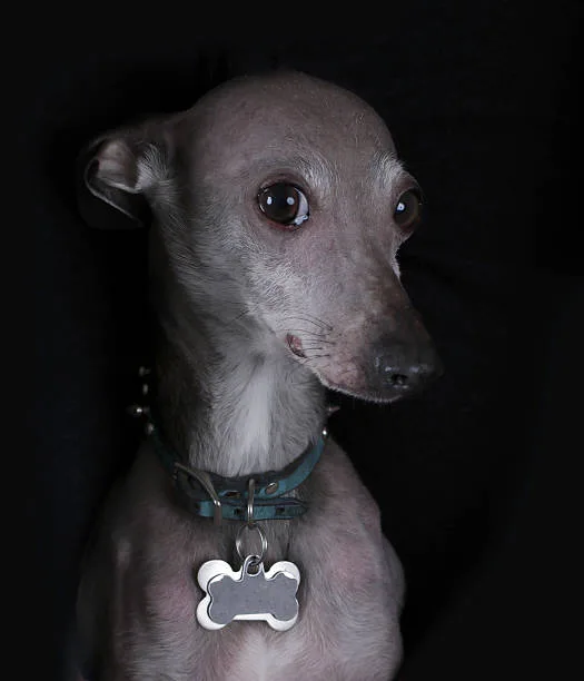 chihuahua italian greyhound mix Adoption and Breeders