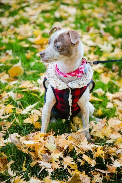  chihuahua jack russell mix puppies Order Frosty