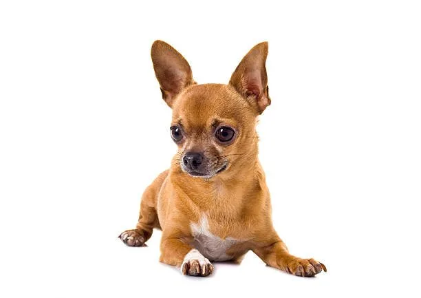  chihuahua lab mix full grown Health and Longevity in Chihuahua Lab Mix Breeds