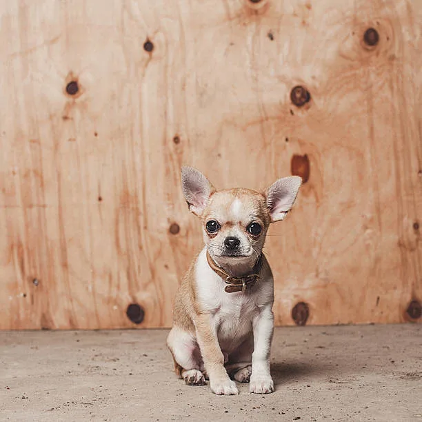 chihuahua lab mix puppies Exercise and Activity Levels