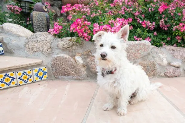  chihuahua maltese mix Temperament and Personality