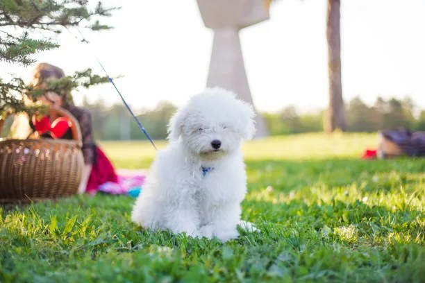  chihuahua maltese mix Exercise Needs