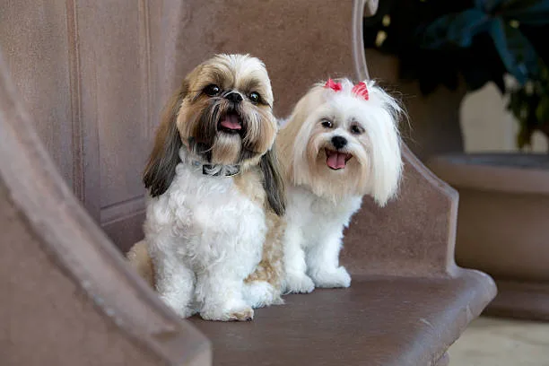 chihuahua maltese yorkie mix Training and Socialization